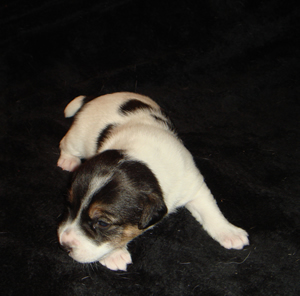 Puppy 1 Male